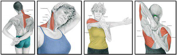 мышцы груди и спины в каратэ