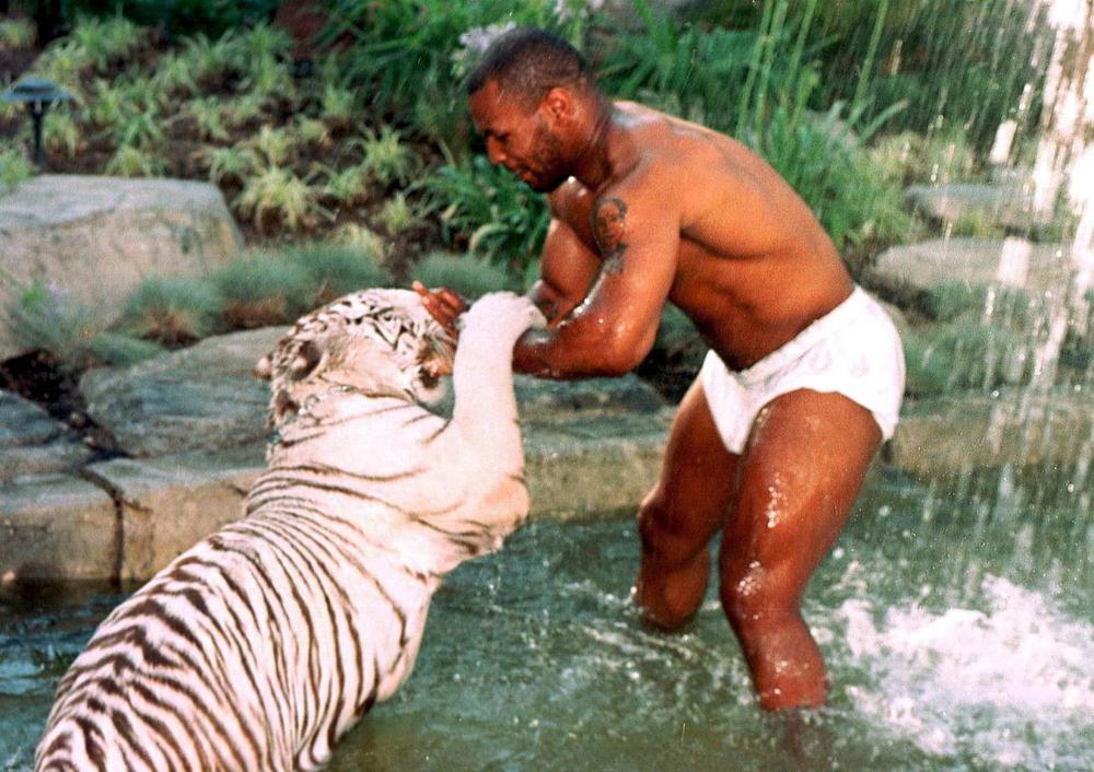 Майк Тайсон с тигром